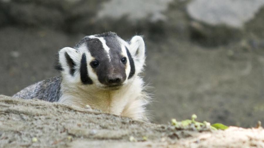 What Do Badgers Eat?