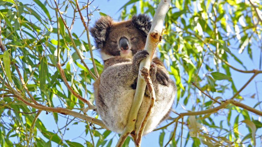 koala predators