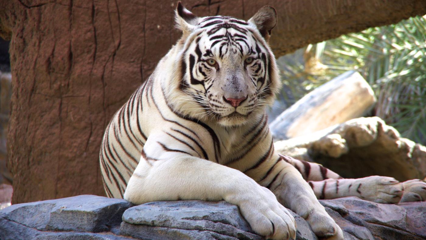 How Many White Tigers Are Left in the World?