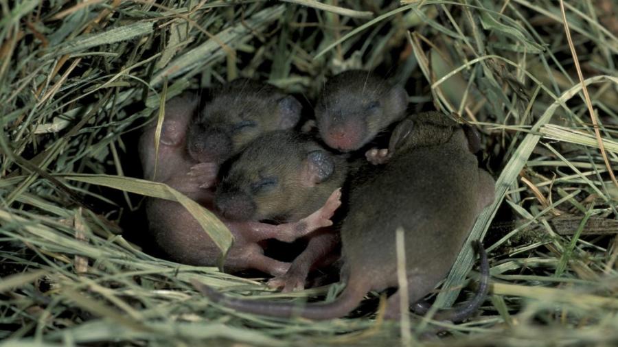 What Is a Baby Mouse Called?