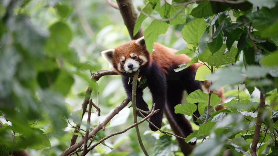 What Is Being Done to Save the Red Panda?