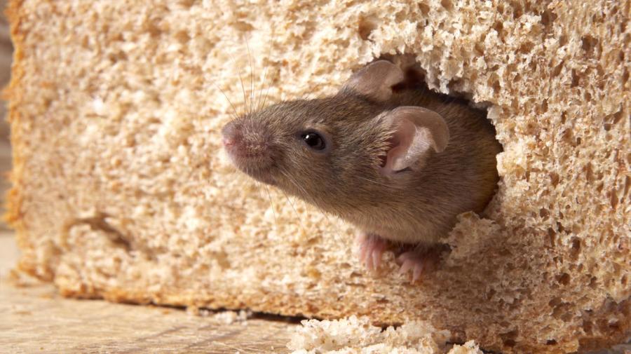 Мышь ест зерно