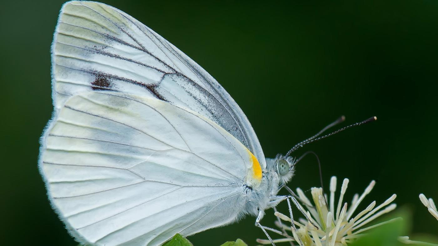 what-does-a-white-butterfly-symbolize