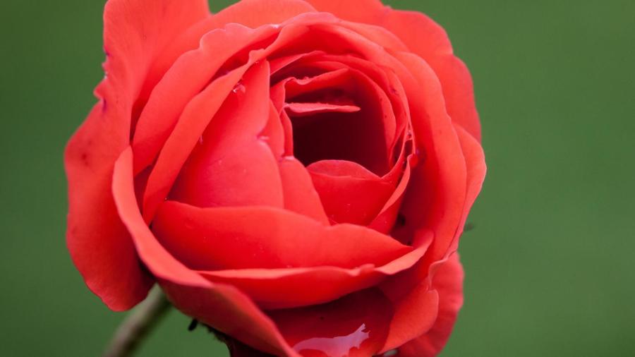What Is the Scientific Name of a Rose?