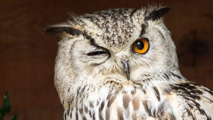 What Does It Mean When You See An Owl In Daytime? Owl Symbolism & Meanings