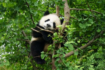 Exploring the Endearing Role of Pandas in Chinese Culture