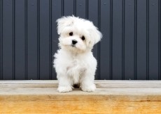 A Step-by-Step Guide: Training Your Puppy Basic Commands