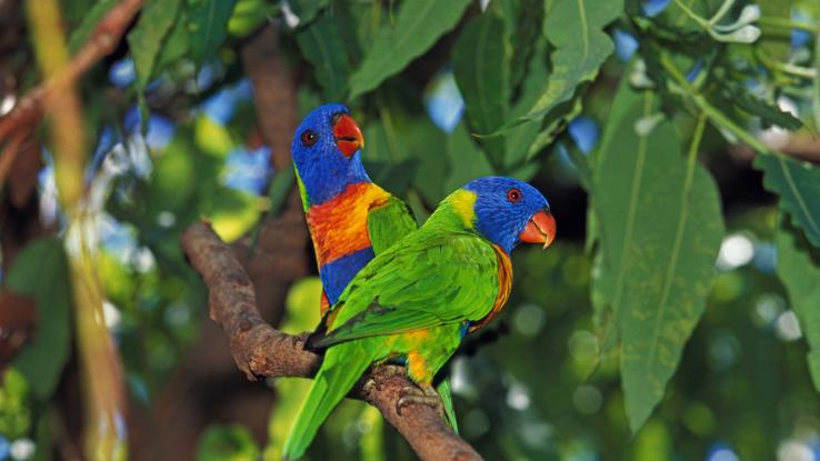 Here's How Birds Across the World Are Adapting to Changing Climates